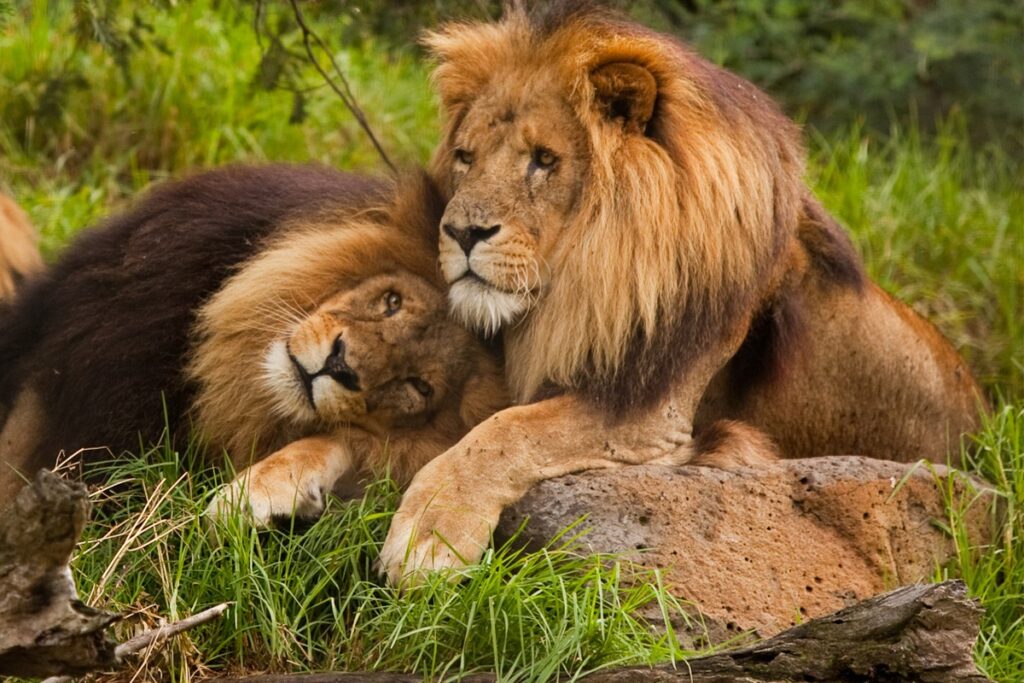 leones animales homosexuales