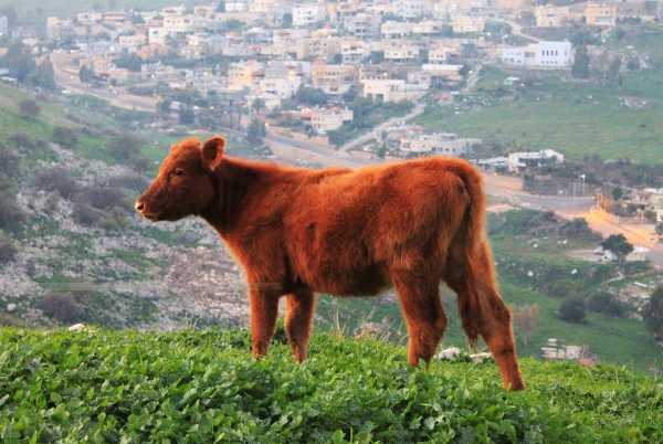 vaca alazana en Israel