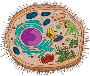 diagrama de una Célula humana