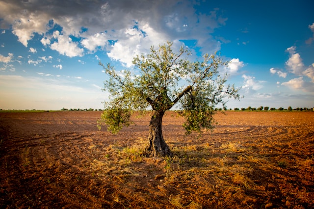 Olivo símbolo Israel