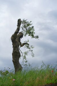 Olivo Romanos 11